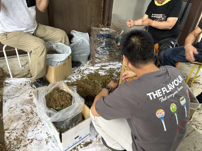 アロマオイル用の葉っぱと枝を、みんなで分けている作業風景